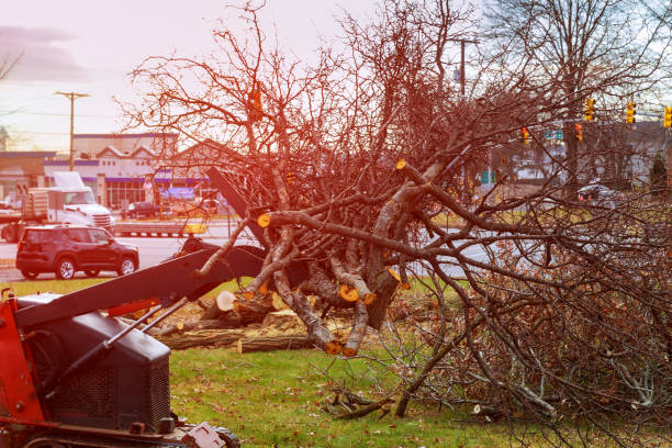 Best Emergency Tree Removal  in Dauphin, PA