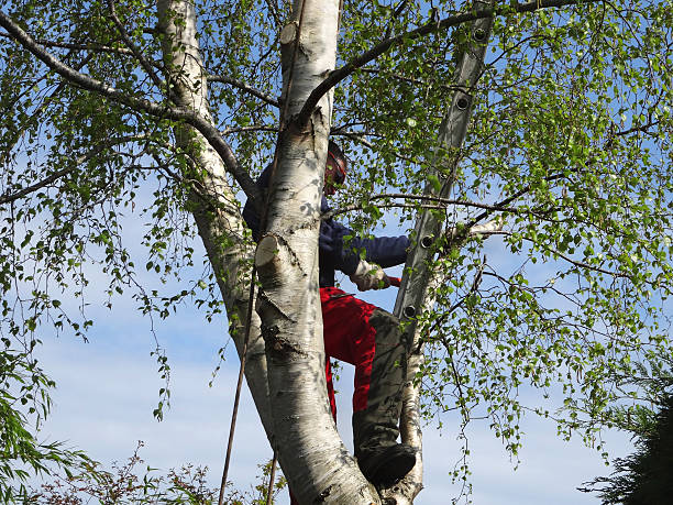 Best Tree and Shrub Care  in Dauphin, PA